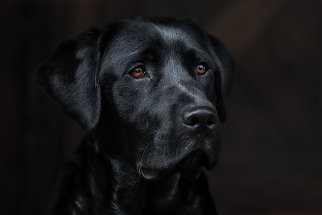 labrador